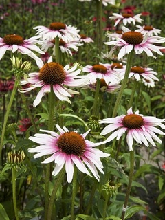 echinaceafunky White201809.jpg